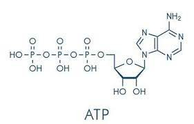 Adenosine Triphosphate