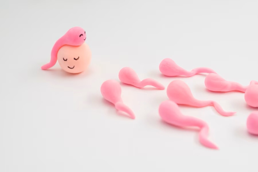 Ternyata Inilah yang Menentukan Jenis Kelamin Bayi