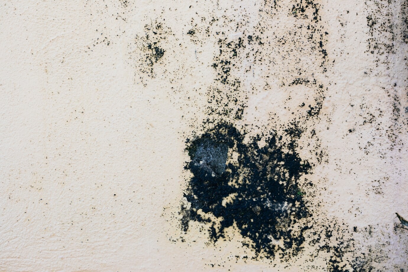 Waspada Bahaya Jamur Hitam (Black Mold) di Dinding bagi Kesehatan