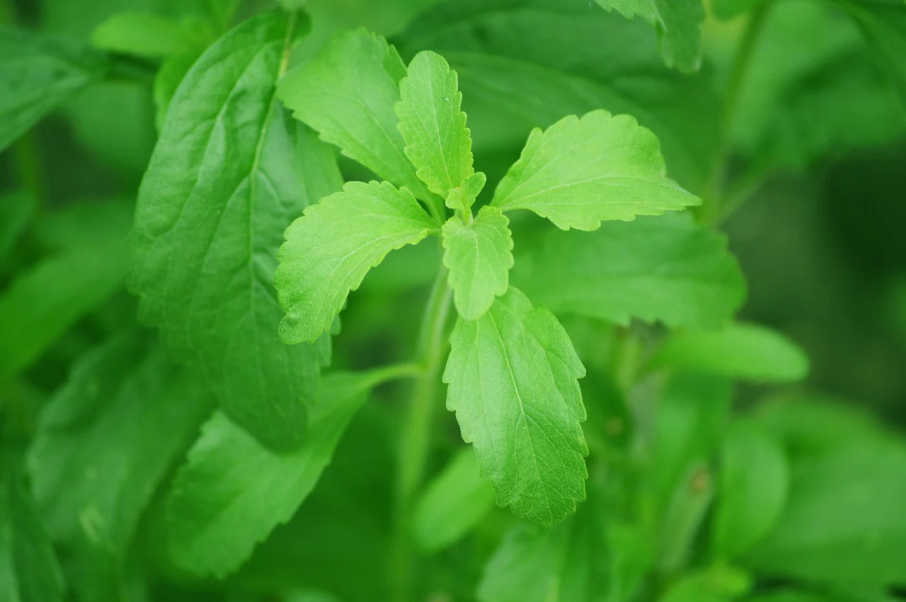 Selain Untuk Diabetes, Inilah Manfaat Kesehatan Daun Stevia